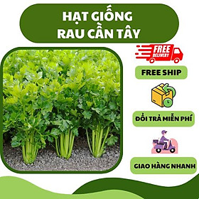 Hạt giống rau cần tây chịu nhiệt (5gr) - thơm mát, dễ trồng