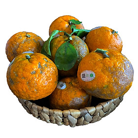 Cam Sành Măng Đen - 1KG
