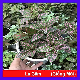 Cây lá gấm giống mới - cây cảnh để bàn + tặng phân bón cho cây