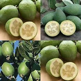 CÂY GIỐNG ỔI DỨA SIÊU QUẢ SIÊU KINH TẾ-CAM KẾT GIỐNG CHUẨN F1