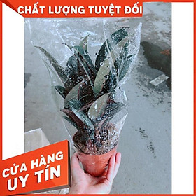 Cây Búp Đa Đỏ