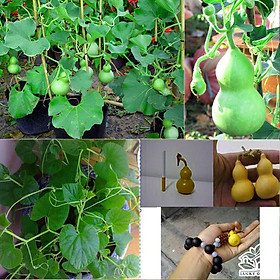 Hạt giống Bầu Hồ lô mini Nhật bản, bầu Hồ lô tí hon dễ trồng