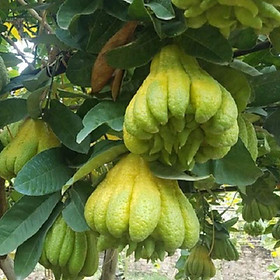 Cây giống cây phật thủ