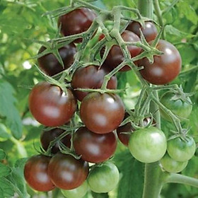 Mua Hạt giống cà chua bi đen - cherry đen F1 VTP96