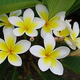 Mua CÂY SỨ TRẮNG