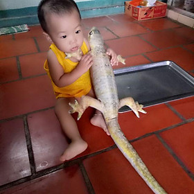 Mua Gối ôm 3d thằn lằn 85cm