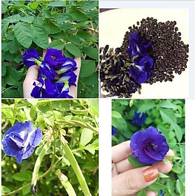 Combo 3 gói Hạt giống hoa đậu biếc hoa kép - Gói 20 hạt-tặng kèm 1 gói kích mầm