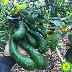 Mua cây giống bơ 034 ( 18 tháng cho thu hoạch)