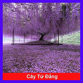 Cây Tử Đằng Nhật Bản - cây cảnh đẹp + tặng phân bón cho cây