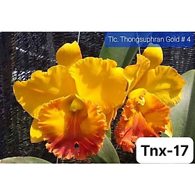 Mua TNX17 - Hoa Lan Cattleya Thongsuphran Gold - cây Con