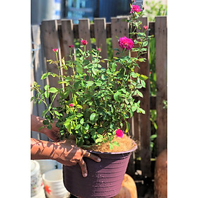 Chậu cây hoa hồng ngoại Sheherazad trồng nơi có nhiều nắng