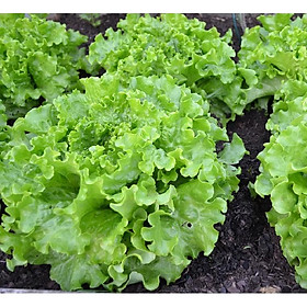 Mua Hạt giống Xà lách xoăn xanh  đóng gói 3gr