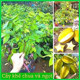 Mua Cây giống khế ngọt và khế chua siêu quả cây khỏe mạnh dễ trồng