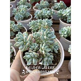 Mua CÂY SEN ĐÁ SỎI THIÊN THANH BỤI 1 GỐC