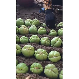 Mua Quả su su giống