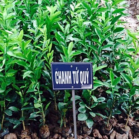 Mua Cây giống CHANH TỨ QUÝ - GIỐNG CHUẨN F1 SIÊU QUẢ