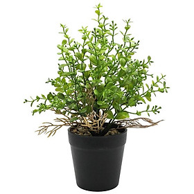 Mua Chậu Cây Nhựa Trang Trí - WanLongDa 769-6