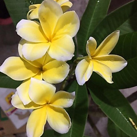 Cây giống hoa sứ đại vàng, hoa thơm đẹp