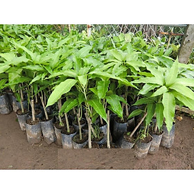 Cây giống XOÀI CÁT HÒA LỘC - Giống chuẩn F1 - Siêu sai quả ngon, ngọt
