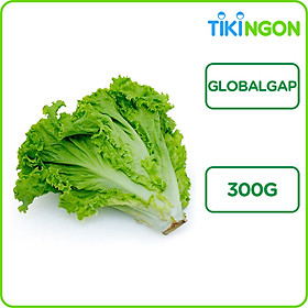 Xà Lách Lolo Xanh Đà Lạt GlobalGAP 300g