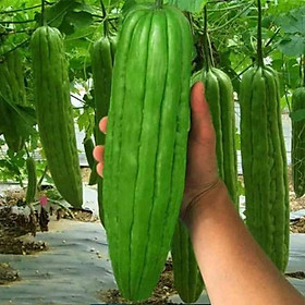 Mua Hạt giống khổ qua khổng lồ (mướp đắng) Thái Lan 5 hạt