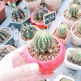 Chậu xương rồng bí ngô-Xương rồng tròn-Xương rồng bí xanh