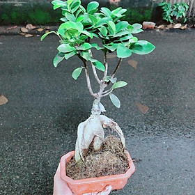 Chậu Cây Si Bonsai Nhật