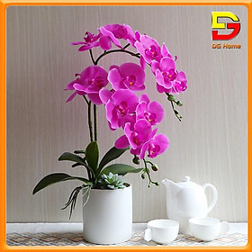Mua Chậu Hoa Để Bàn Phòng Khách Hoa Lan Hồ Điệp Cao Su Cao Cấp Sang Trọng Trang Trí Nhà Cửa DG-22