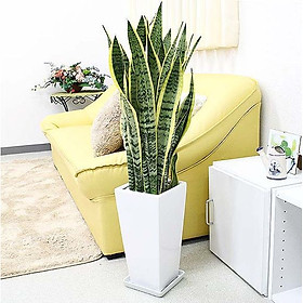 Cây Lưỡi Hổ Chậu Sứ Tặng Kèm Sỏi Trang Trí Và Dĩa Lót Cây Nội Thất - Cây Văn Phòng