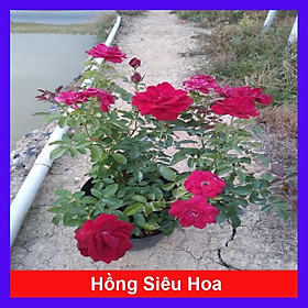 Hoa Hồng Tỉ Muội (Siêu Hoa) - cây cảnh để bàn + tặng phân bón cho cây