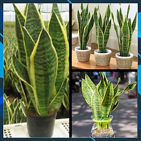 Mua Cây Phong Thủy - Cây Lưỡi Hổ Vàng Mang Lại May Mắn Cho Gia Chủ SAMSON GARDEN