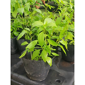 Mua Chậu cây rau húng quế nhà trồng