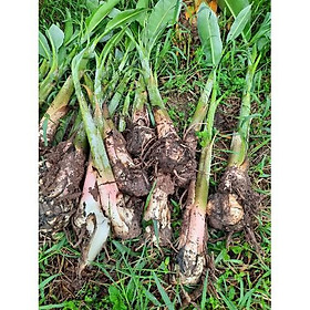 Mua Cây giống chuối sáp nghệ - kh97dl