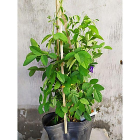 Cây hoa đậu biếc