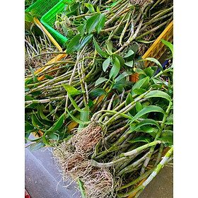 Mua Lan Denro hàng dạt thanh lý nhổ chậu