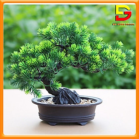 Mua Chậu Cây Cảnh Cây Tùng La Hán Giả Trang Trí Nội Thất Bàn Làm Việc Kệ Tủ Văn Phòng Quán Cafe DG-145