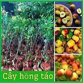 Mua Cây hồng táo (táo tàu  táo đỏ Tân Cương) ghép cành cao 50-70 cm
