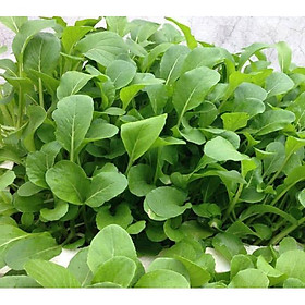 Mua HẠT GIỐNG RAU CẢI NGỌT