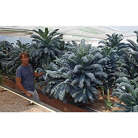 Cây giống cải xoăn Kale Laci Ý xanh - cây già khỏe, ươm trong bầu đảm bảo
