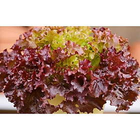 Mua Gói 2GR hạt giống Rau Diếp Xoăn Đỏ