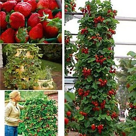Mua Hạt Giống Dâu Tây Đỏ Leo Giàn/Gói 50 hạt-tặng kèm gói phân bón lót