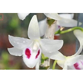 Phi điệp 5ct bạch tuyết tự thụ cây năm hai chậu lớn