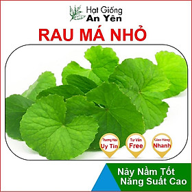 Hạt giống Rau Má Nhỏ thu hoạch sớm, dễ trồng, nảy mầm cao, sinh trưởng khoẻ