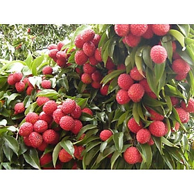 Mua Cây Vải Không Hạt