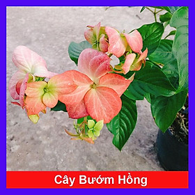 Mua Cây Bướm Hồng - cây cảnh để trong nhà + tặng phân bón cho cây