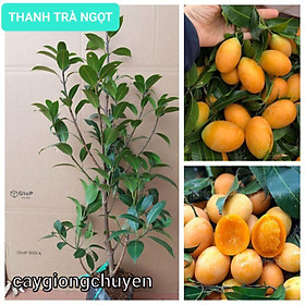 Mua CÂY THANH TRÀ TRIẾT CHO QUẢ SAU 6 THÁNG