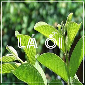 Mua Thảo dược LÁ ỔI khô đóng gói 1kg
