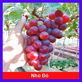 Cây Nho Giống Đỏ Red Cardinal Trái To - cây ăn quả + tặng phân bón cho cây mau lớn
