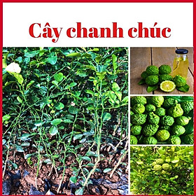 Mua Cây chanh chúc ( chanh não người ) đặc sản An giang