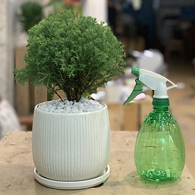 Combo: cây Tùng Bồng Lai, bình tưới cây